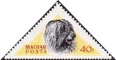 Puli Sheepdog