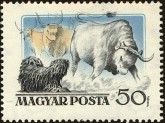 Puli Sheepdog