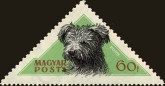 Pumi