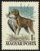 Magyar Vizsla vangt een vogel