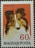 Schotse Collie