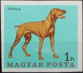 Magyar Vizsla