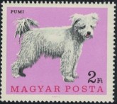 Pumi