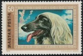 Afghaanse Windhond