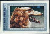 Borzoi