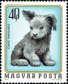 Puppy