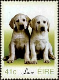 Love - puppies