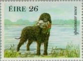 Ierse Waterhound