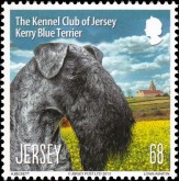 Kerry Blue Terrier