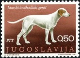 Istrian Kortharige Hond