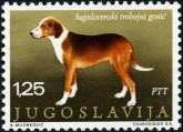 Joegoslavische 3 kleurige Hond