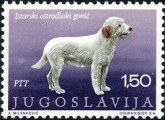 Istrische Coursehaired Hond