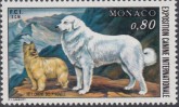 Grote Pyreneese Berghond