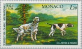 Engelse Setter / Pointer