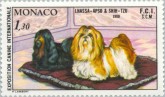 Lhasa-Apso / Shi-Tzu
