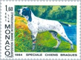 Auvergne Pointing Dog