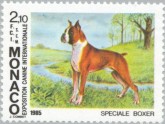 Boxer