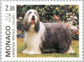 Langharige Collie