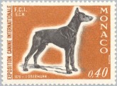 Doberman Pinscher