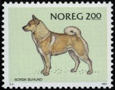 Buhund