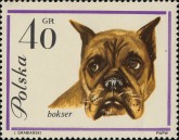 Boxer