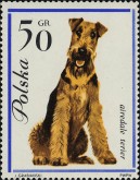 Airdale Terrier