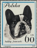 Franse Bulldog