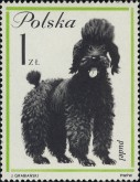 Poedel