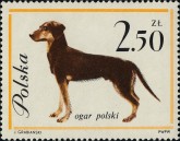 Poolse Hond