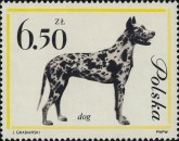 Deense Dog