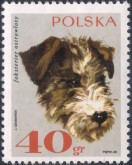 Ruwharige Fox Terrier