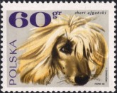 Afghaanse Windhond