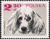 Engelse Setter