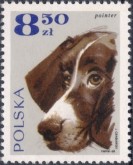 Engelse Pointer