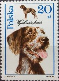 Czech Fousek Pointer