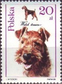 Welsh Terrier