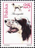 Engelse Setter