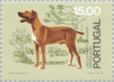 Portugese Pointer