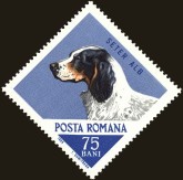 Engelse Setter