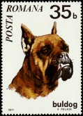 Boxer