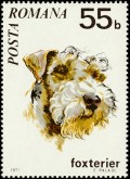 Fox Terrier