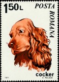 Cocker Spaniel