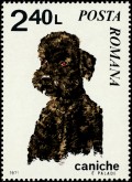 Poedel