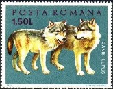 twee wolven