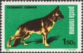 Duitse Herder