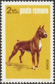 Boxer