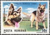 Duitse Herder