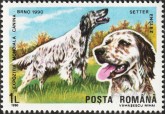 Engelse Setter