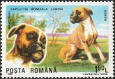 Boxer