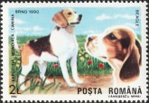 Beagle